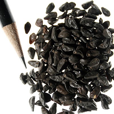 Grandpa Ott Morning Glory Seeds - Image 4