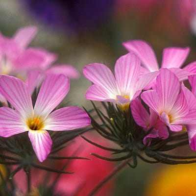 Mountain Phlox Seeds - Image 3