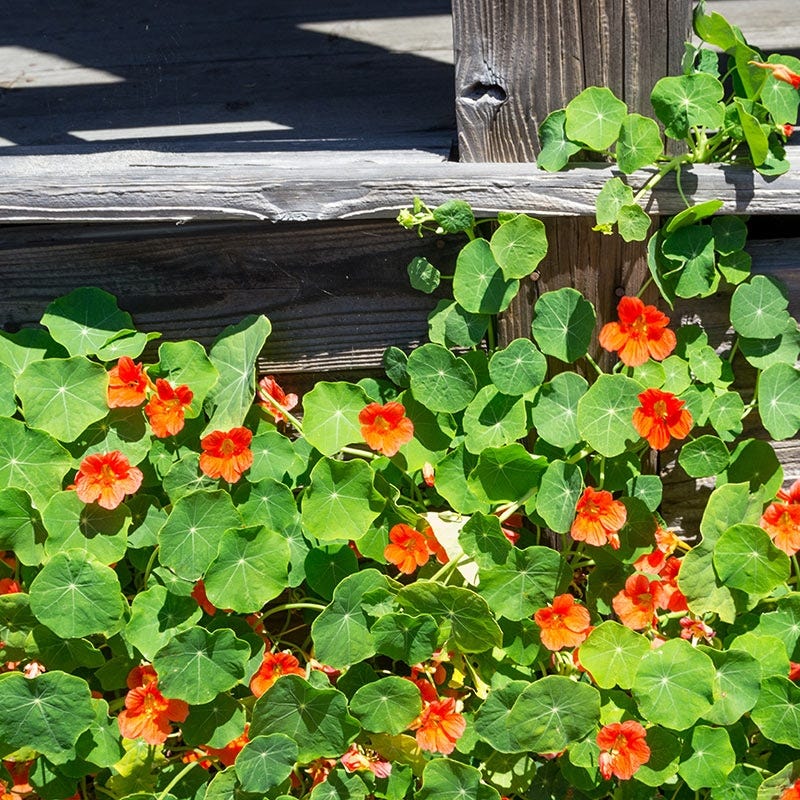 Nasturtium Seeds - Image 2