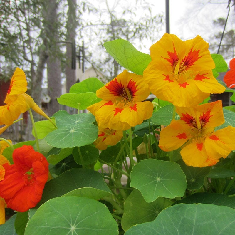 Tom Thumb Dwarf Nasturtium Seed Mix - Image 2
