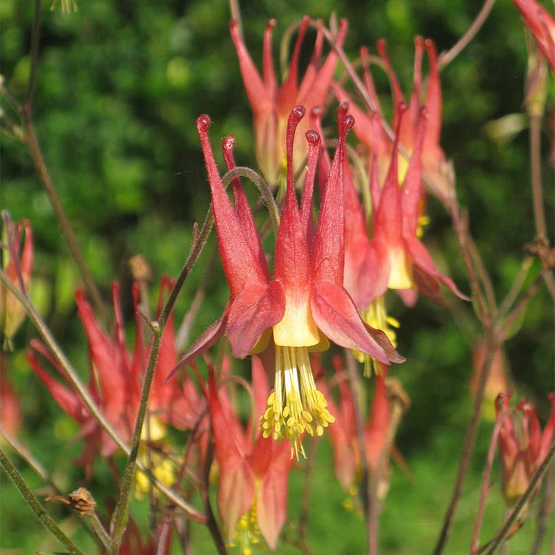 Native Midwest Wildflower Seed Mix - Image 2