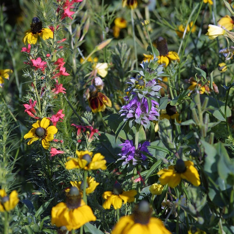Native Midwest Wildflower Seed Mix - Image 3