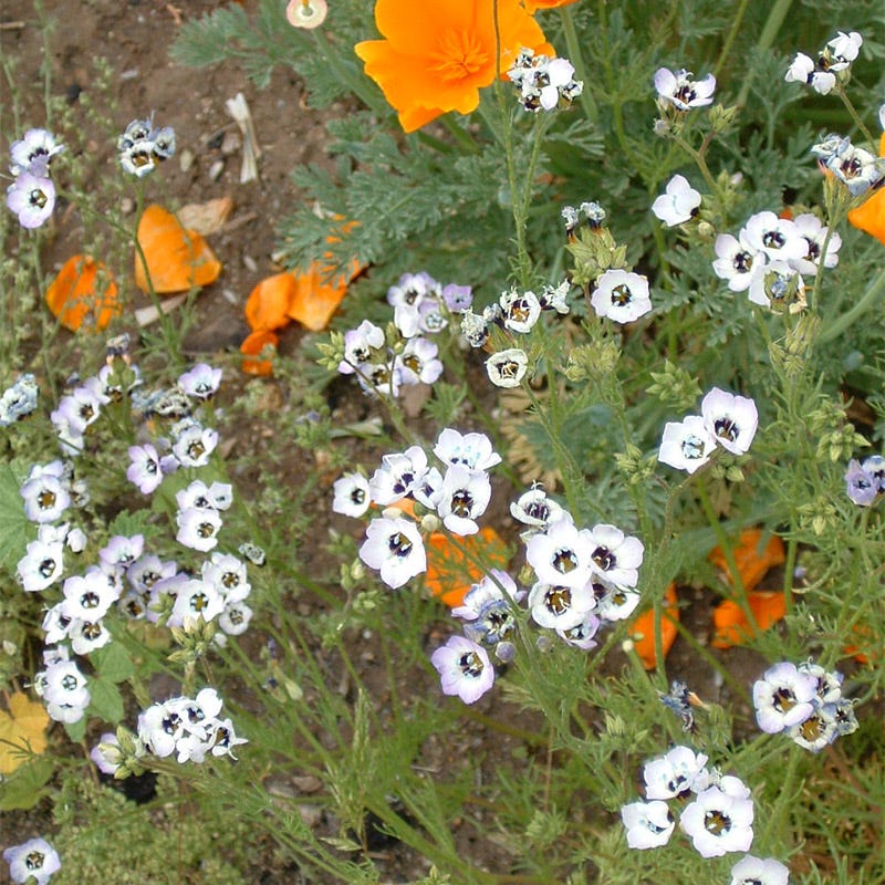 Native Pacific Northwest Wildflower Seed Mix - Image 4