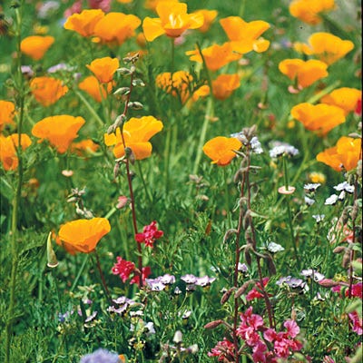 Native Pacific Northwest Wildflower Seed Mix - Image 6