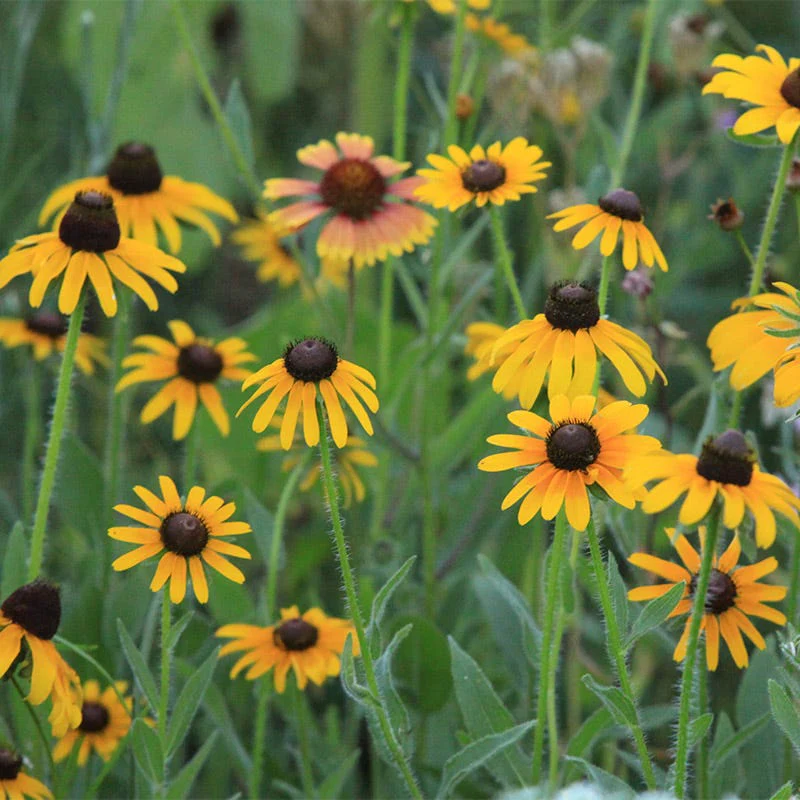 Native Southeast Wildflower Seed Mix - Image 2