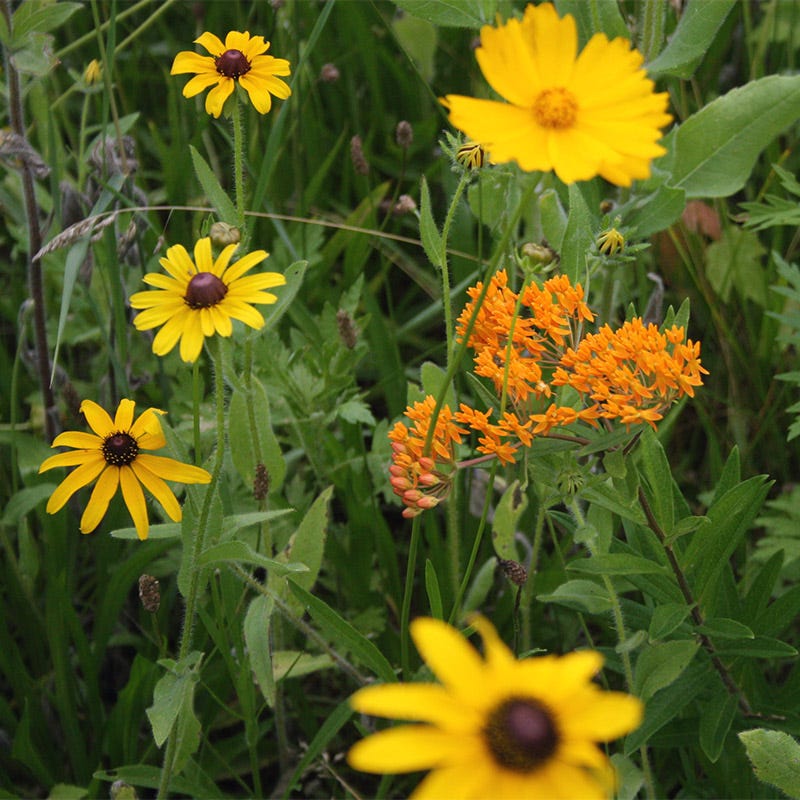 Native Southeast Wildflower Seed Mix - Image 7