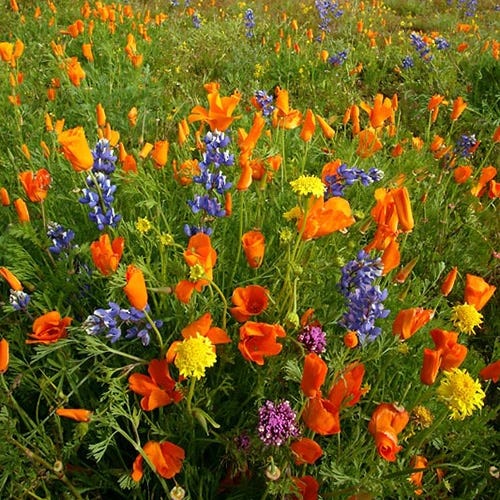 Native Southwest Wildflower Seed Mix - Image 10