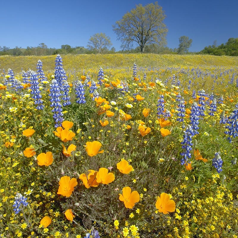 Native Southwest Wildflower Seed Mix - Image 2