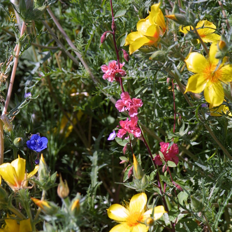 Native Southwest Wildflower Seed Mix - Image 9