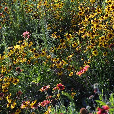 Native West Wildflower Seed Mix - Image 2