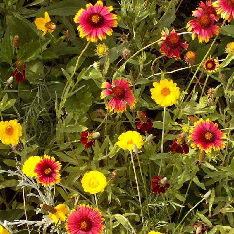 Native Western Xeriscape Wildflower Seed Mix - Image 2