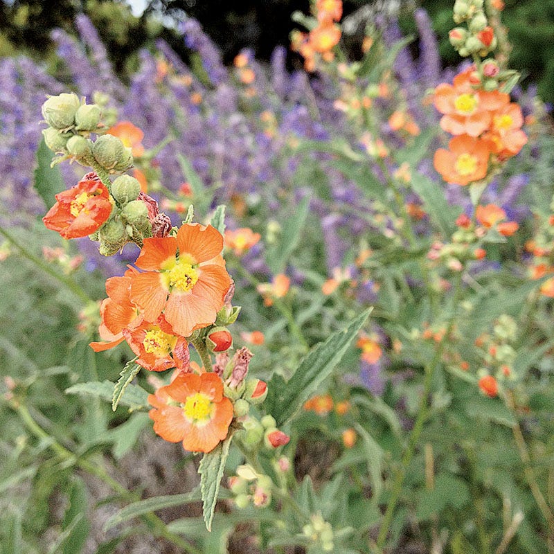 Native Western Xeriscape Wildflower Seed Mix - Image 5