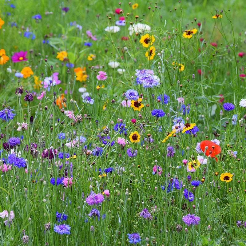 New Beginnings Seed Packet - Image 3