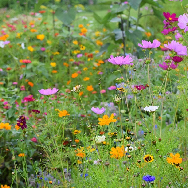 New Jersey Select Wildflower Seed Mix - Image 2