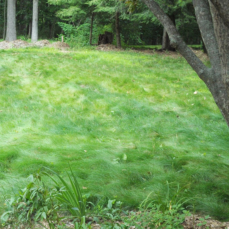 No Mow Lawn Grass Seed - Image 2