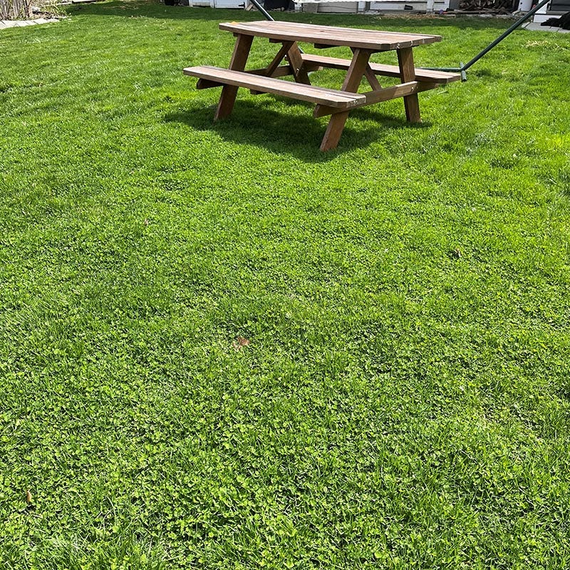 No Mow Lawn & Microclover Seed Mix - Image 2