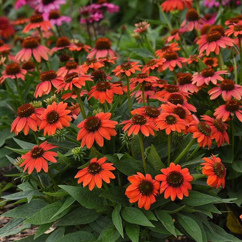 No Nibble Deer Resistant Pre-Planned Garden - Image 10