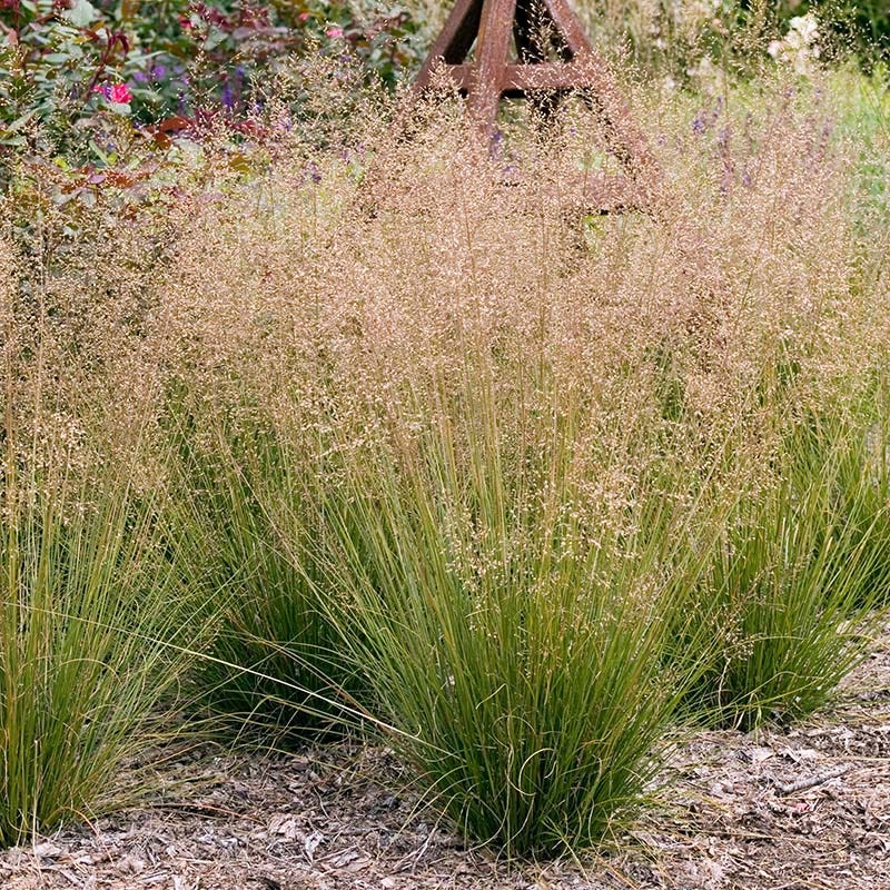 No Nibble Deer Resistant Pre-Planned Garden - Image 11
