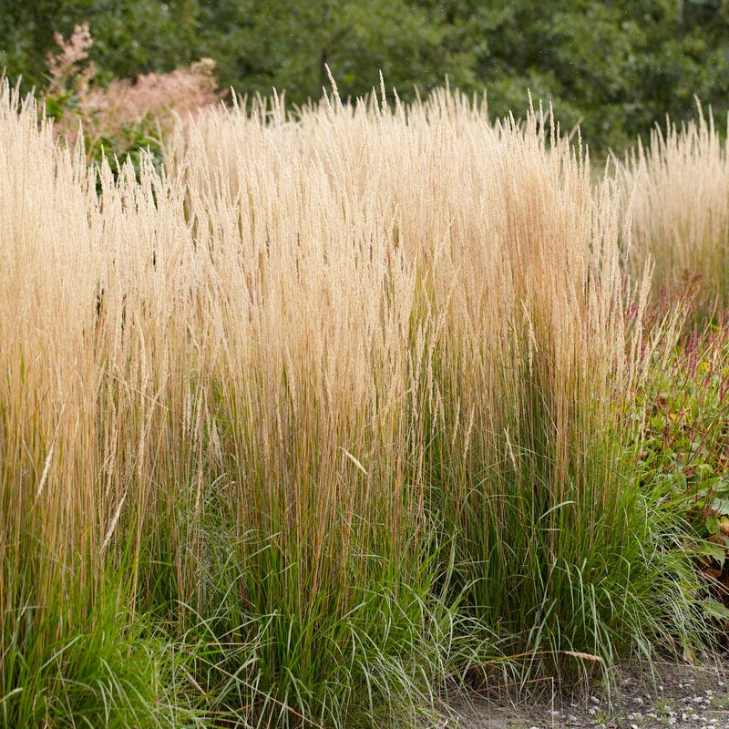 No Nibble Deer Resistant Pre-Planned Garden - Image 6