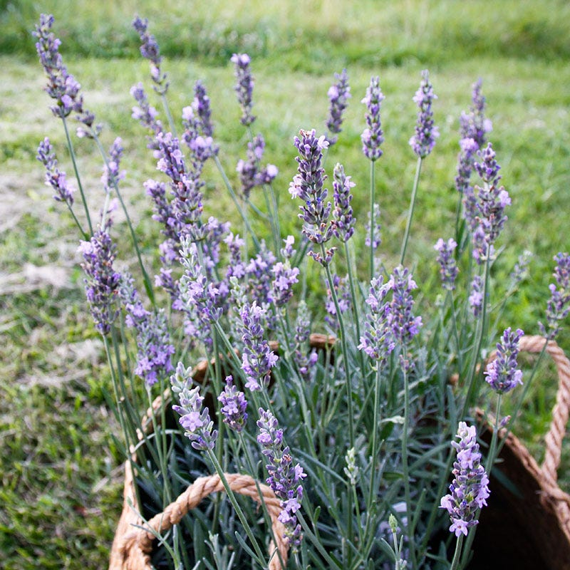 No Nibble Deer Resistant Pre-Planned Garden - Image 8