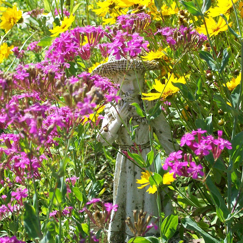 None so Pretty or Catchfly Seeds - Image 4