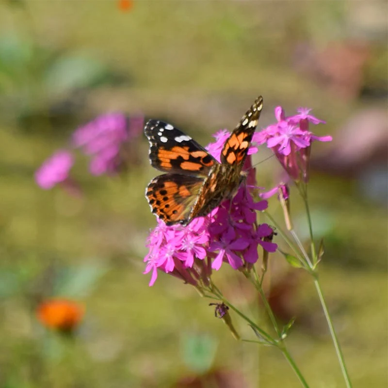 None so Pretty or Catchfly Seeds - Image 5