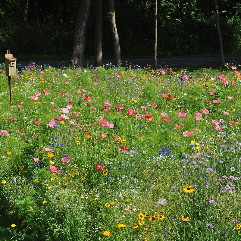 Northeast Pollinator Wildflower Seed Mix - Image 2
