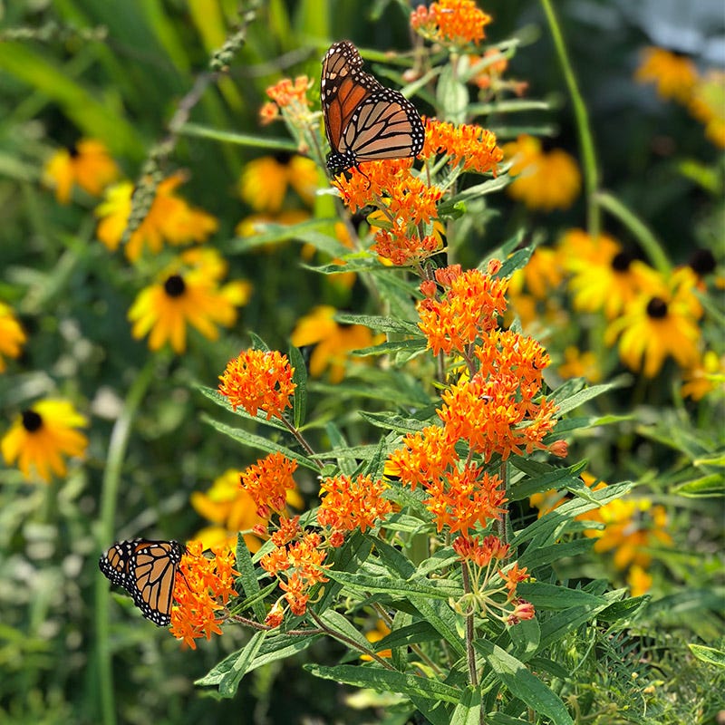 Northeast Pollinator Wildflower Seed Mix - Image 7