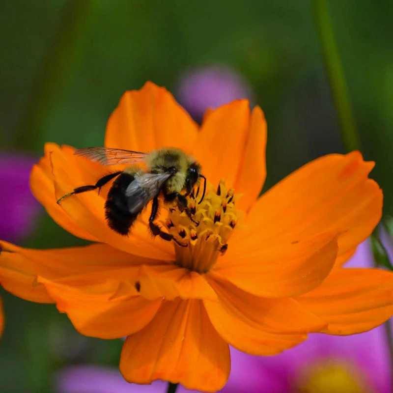 Northeast Pollinator Wildflower Seed Mix - Image 8