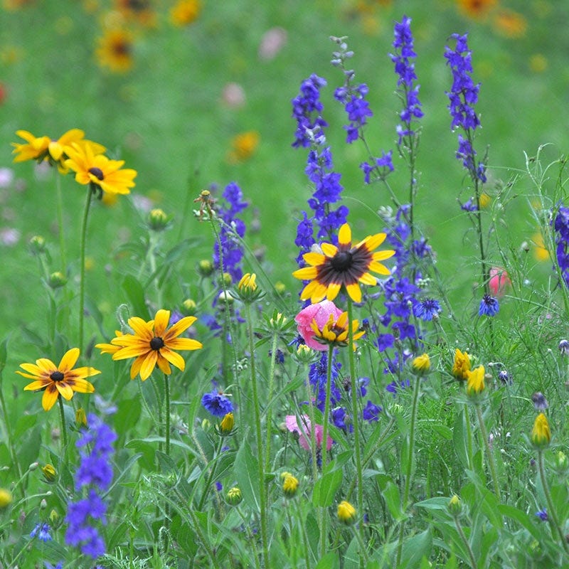 Northeast Select Wildflower Seed Mix - Image 8