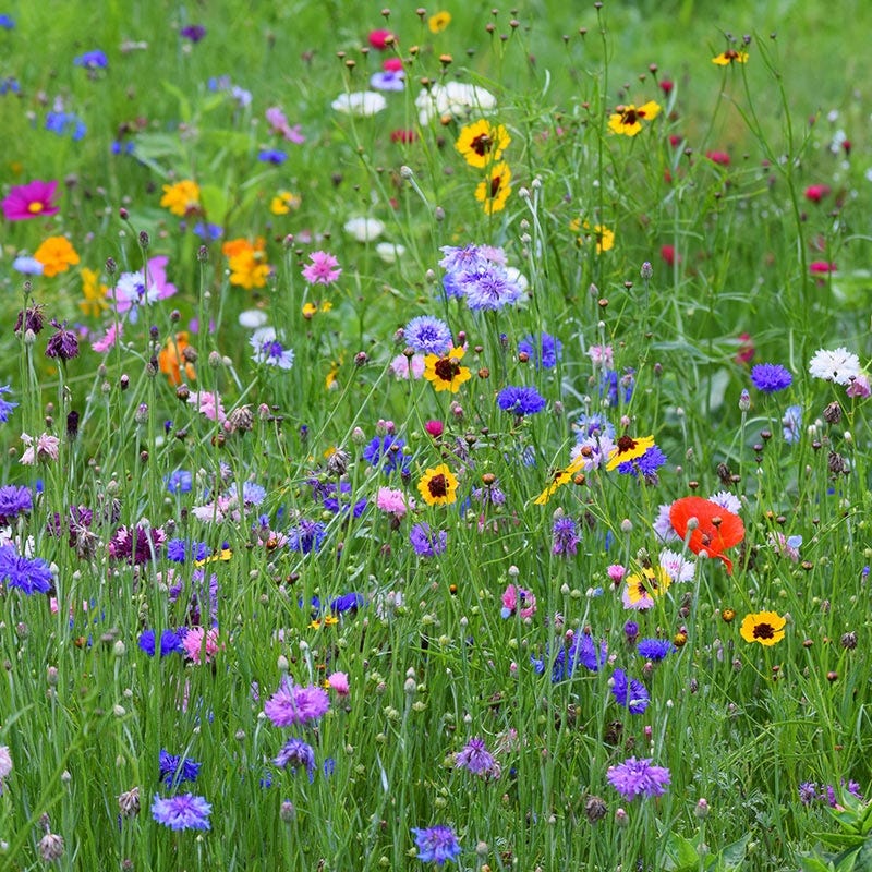 Northeast Select Wildflower Seed Mix - Image 9