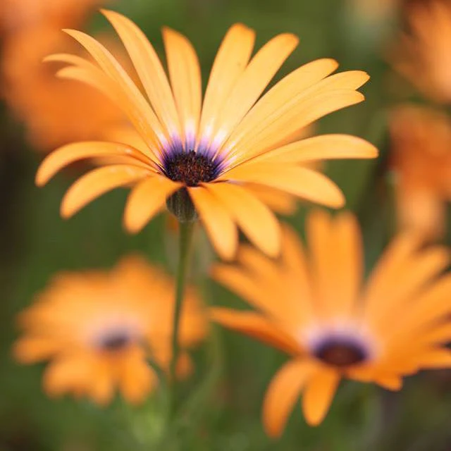 Orange Wildflower Seed Mix - Image 3