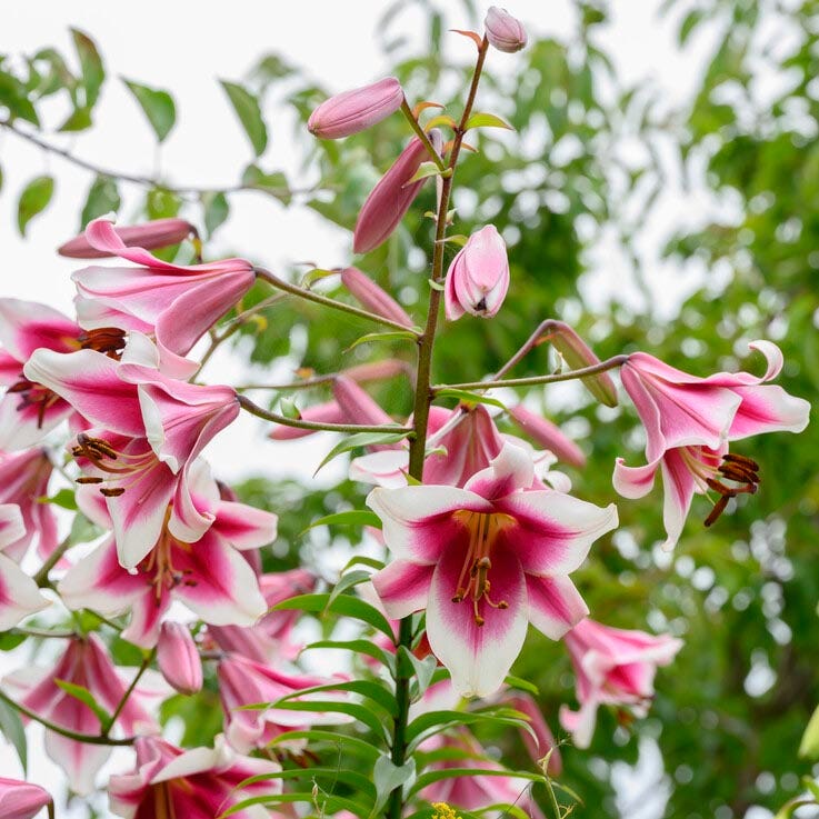 Silk Road Orienpet Lily - Image 2