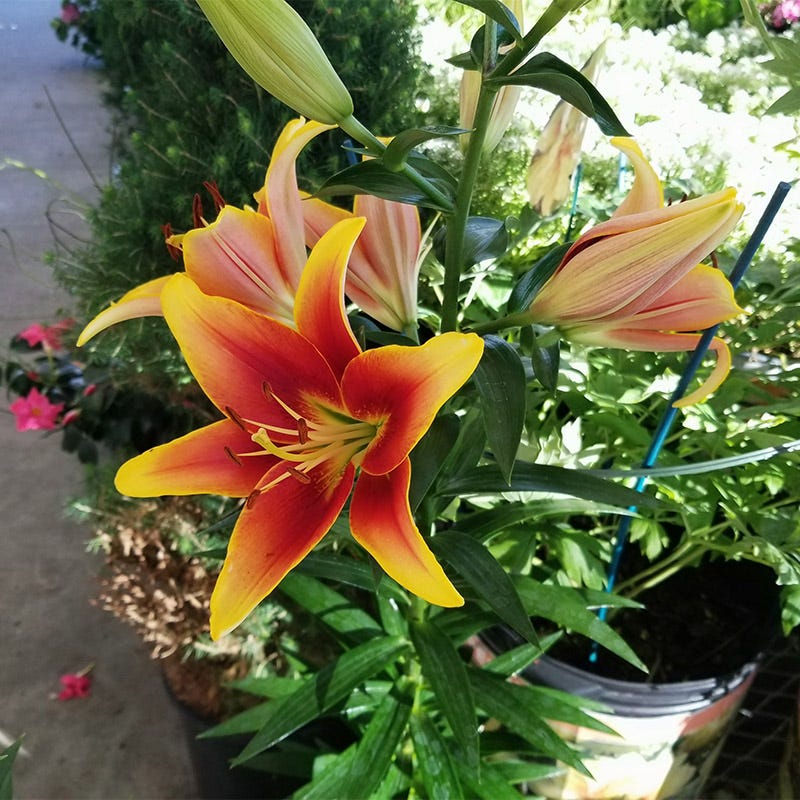 Kaveri® Oriental Asiatic Lily Bulbs - Image 2