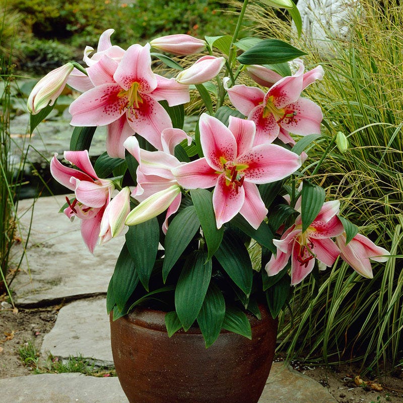Mona Lisa Oriental Lily - Image 2