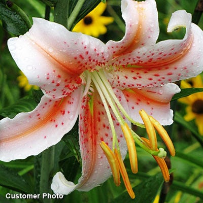 Salmon Star® Oriental Lily Bulbs - Image 2