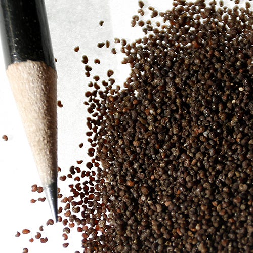Oriental Poppy Seeds - Image 4