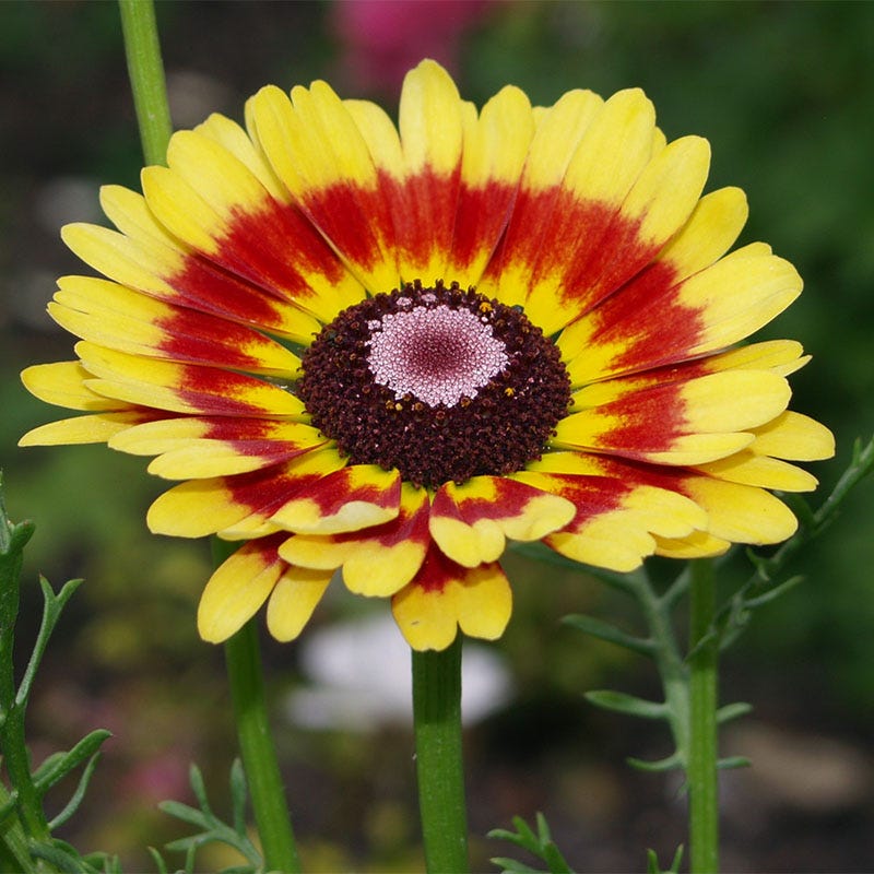 Painted Daisy Seeds - Image 3