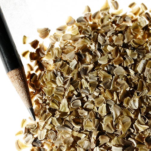 Painted Daisy Seeds - Image 5