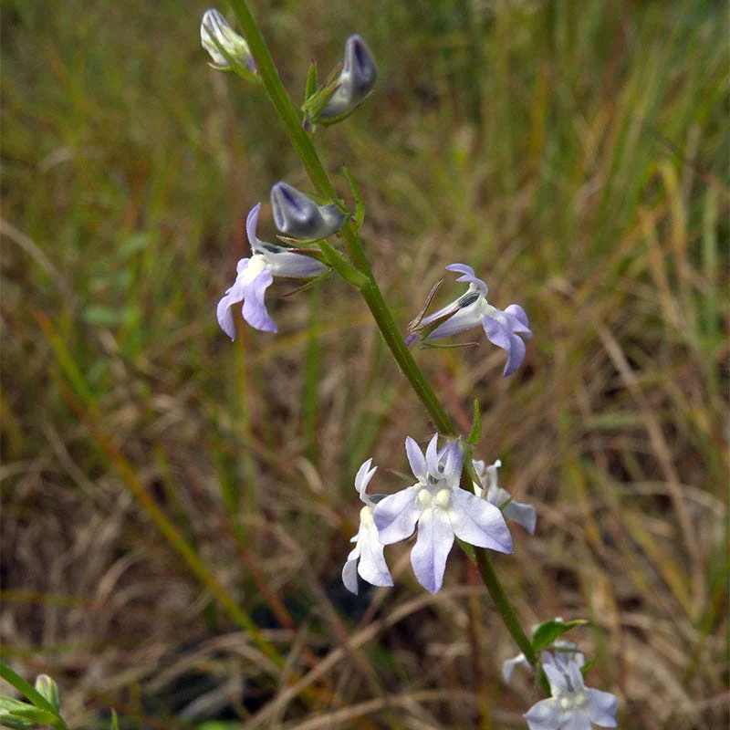 Pale Spiked Lobelia Seeds - Image 2