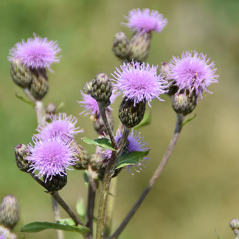 Pasture Thistle Seeds - Image 3