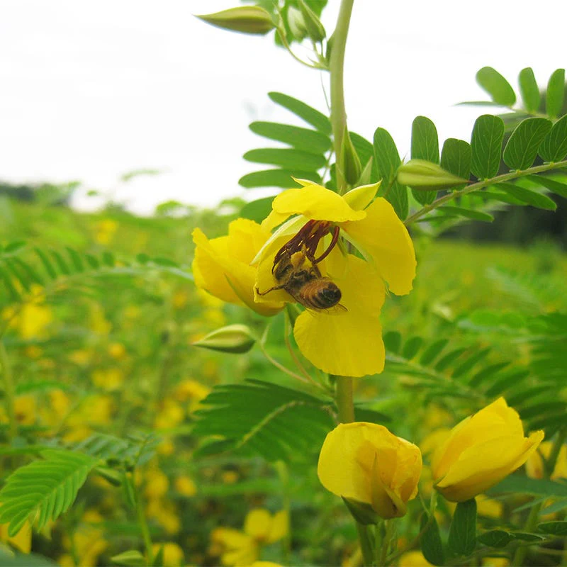 Partridge Pea Seeds - Image 3