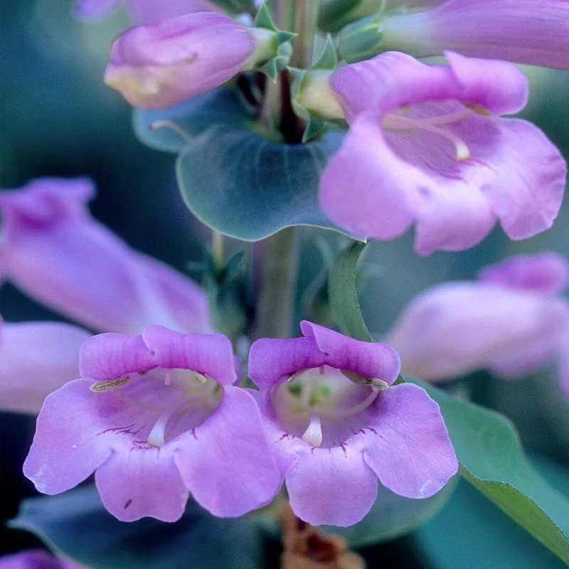 Hummingbird Essentials Native Seed Packet Set - Image 7