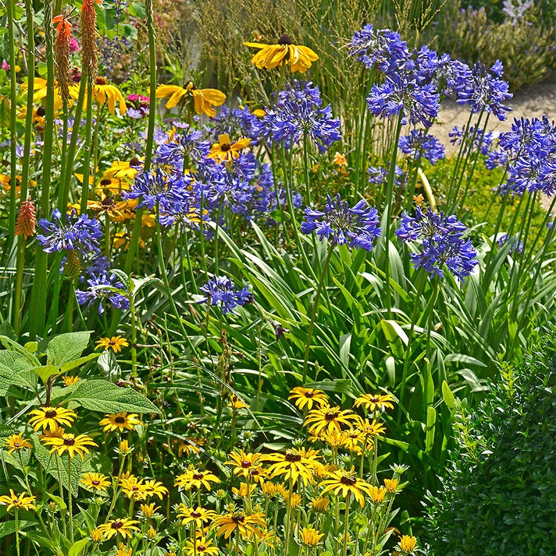 African Lily - Image 3