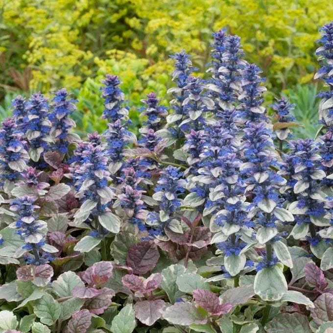 Patchwork Ajuga Low Grow Collection - Image 4