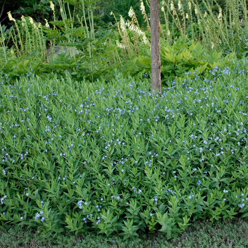 Blue Ice Amsonia - Image 3