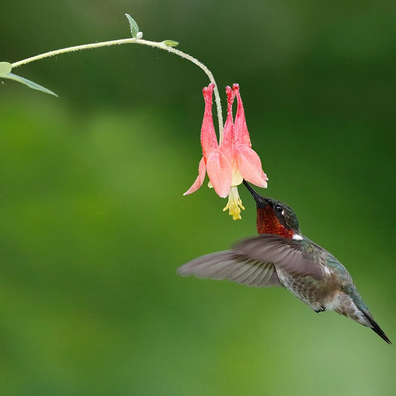 Eastern Red Columbine - Image 3