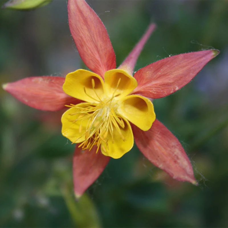 McKana Giant Columbine Mix - Image 2