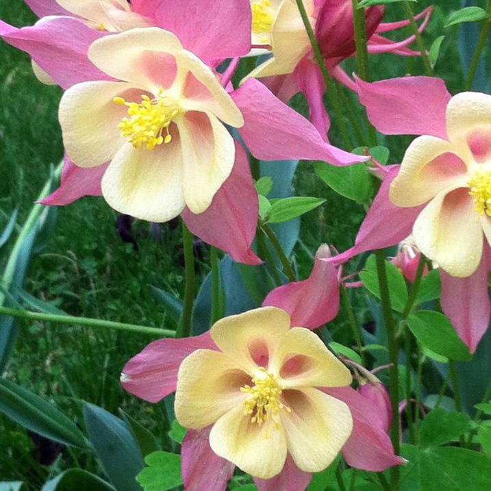 McKana Giant Columbine Mix - Image 3
