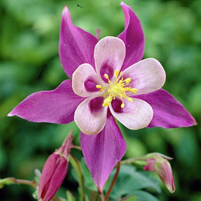 McKana Giant Columbine Mix - Image 6